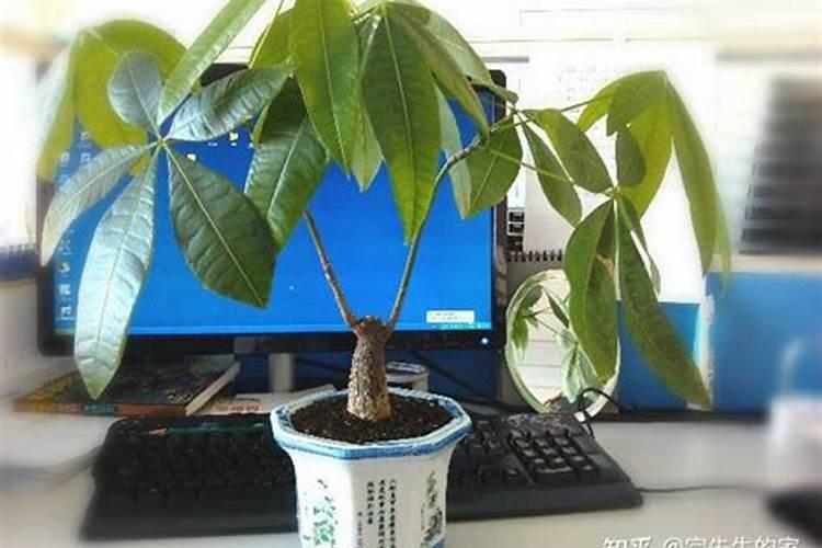 发财树如何施肥