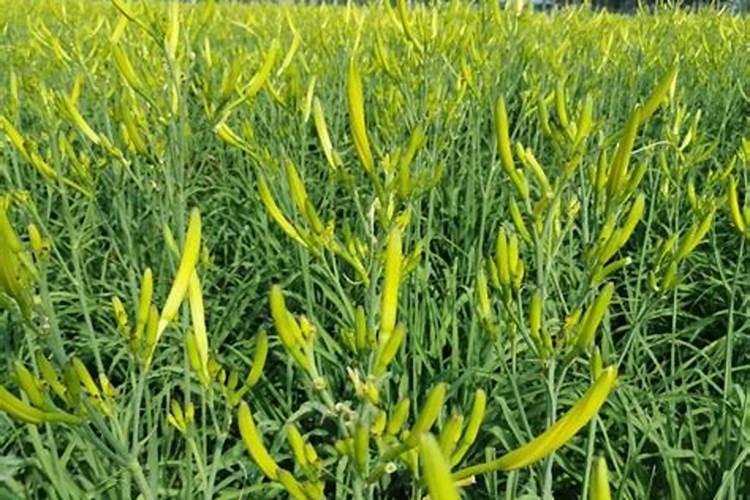 育的花菜白菜包菜苗出土后多少天可打点叶面肥？