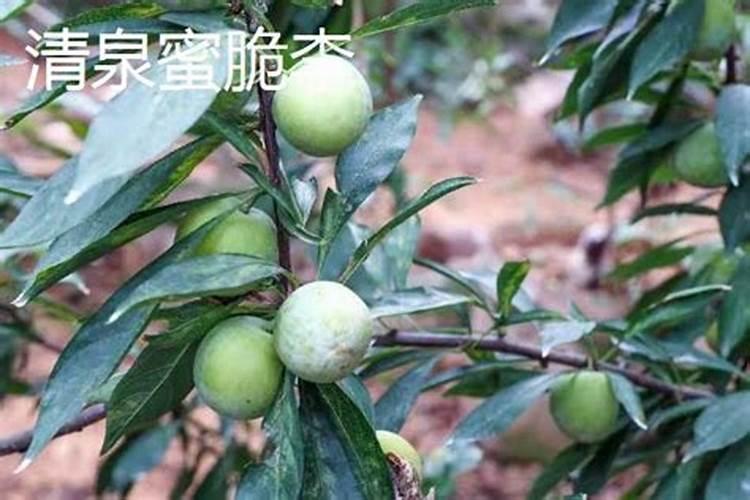 李子高产栽培管理 李子怎么种植比较好