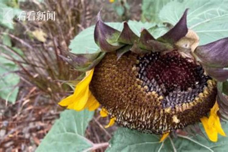 家养向日葵可以结出瓜子吗