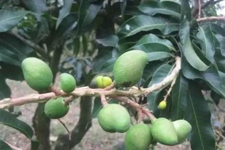 芒果树用什么肥料最好？