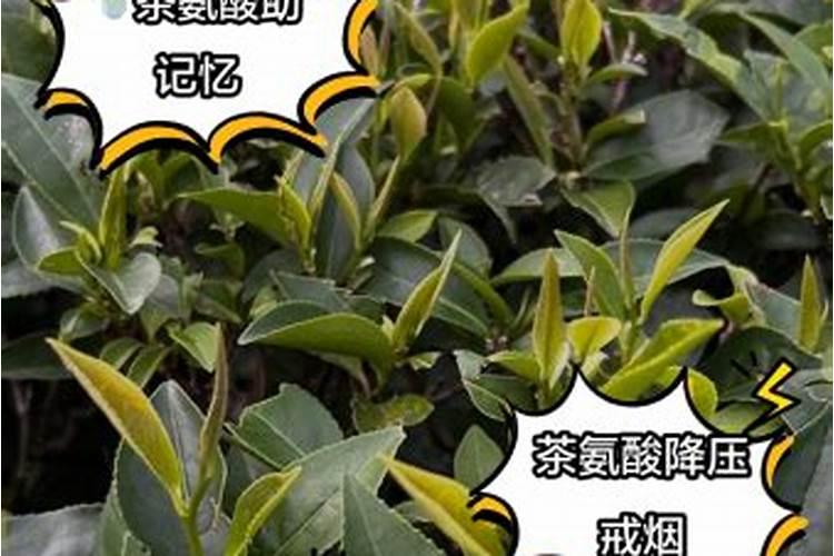 氮肥 钾肥和氨基酸肥料的异同