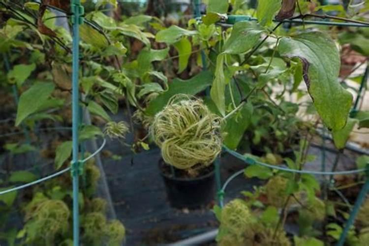 铁线莲花浇什么肥料合适