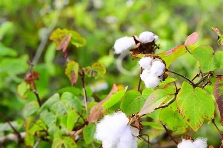 棉花在什么时候施肥