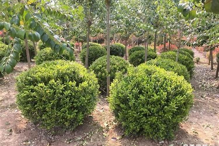 小叶黄杨树如何嫁接变成盆景树