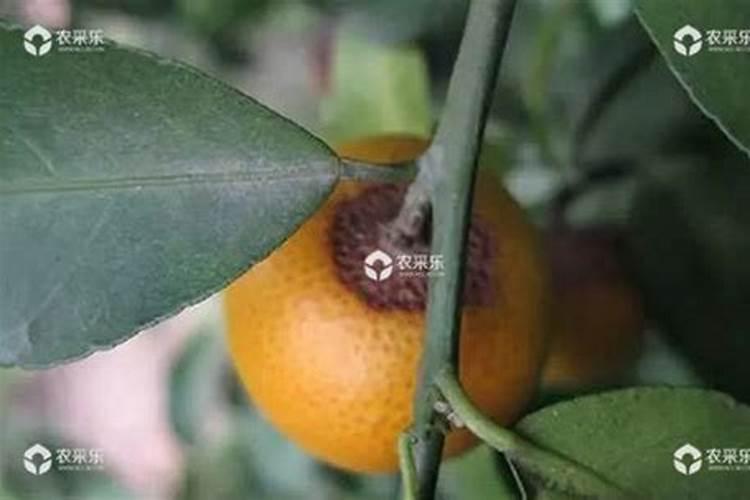 柑橘炭疽病打什么药 如何防治效果好