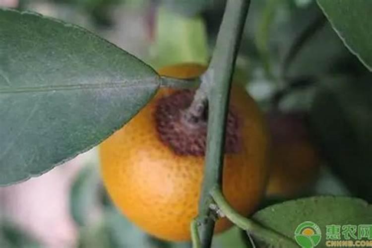 柑橘炭疽病用什么药效果最好