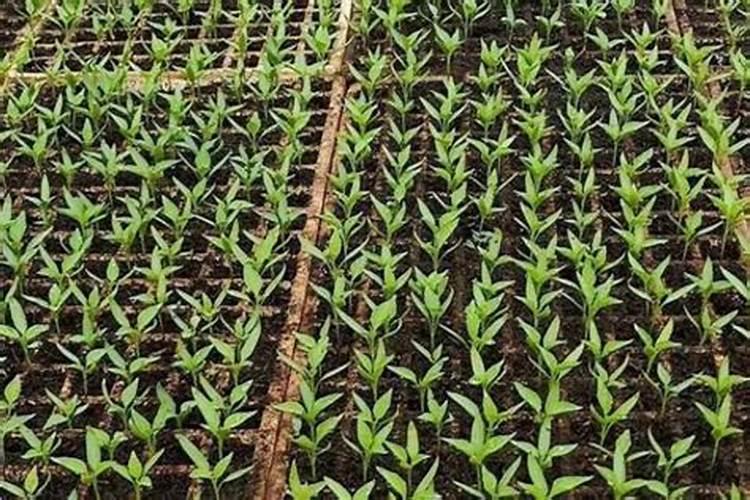 黄瓜生根最好的肥料 黄瓜生根最好的肥料介绍