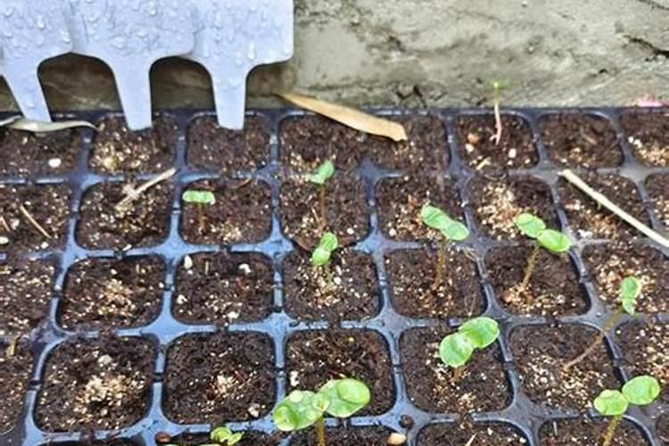 怎样用育苗盘育草莓苗 移栽后几天可以施肥