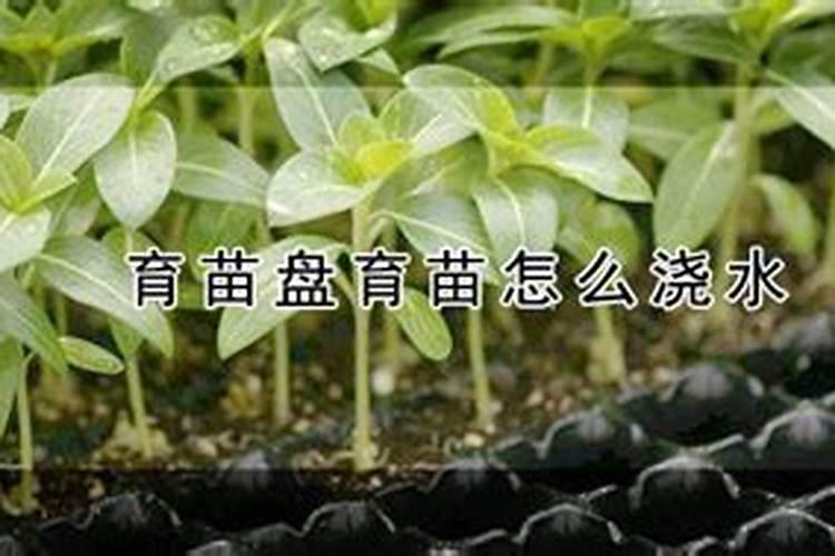 怎样用育苗盘育草莓苗 移栽后几天可以施肥