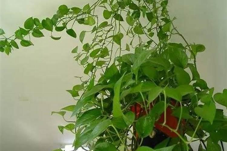 长寿花开花时能施肥吗 长寿花施肥技巧