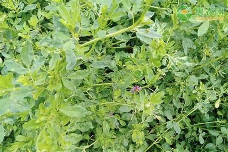 紫花苜蓿出苗后施什么肥料