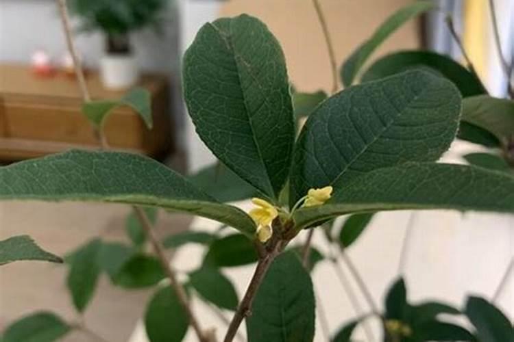 这是什么植物？