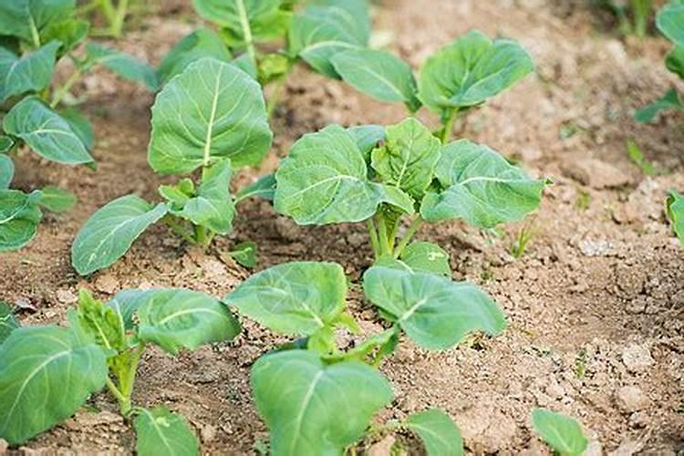 芥蓝种植时间及方法 应重施追肥2～3次