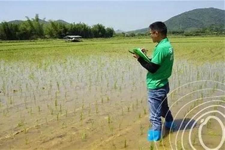 刚种下的水稻要放什么肥料,好呢？