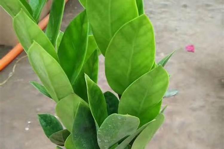 金钱树怎么养才能更旺盛