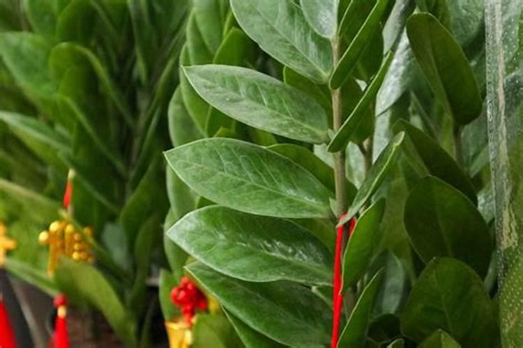 金钱树怎么养殖方法