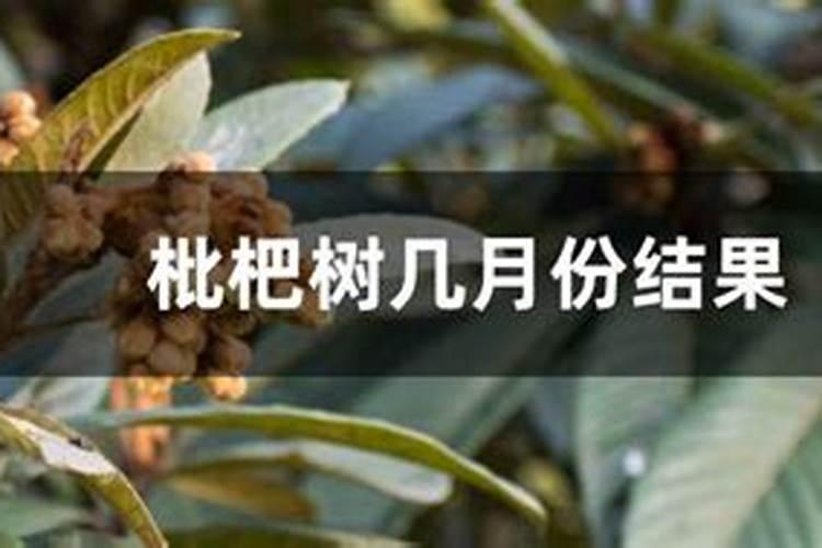 如何让枇杷开花整齐？