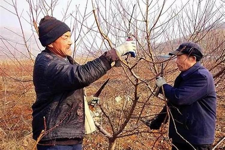 杨树冬季可以施肥吗