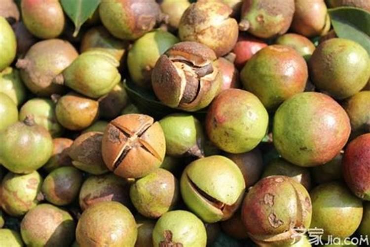 油茶开花时期应该喷何种叶面肥？