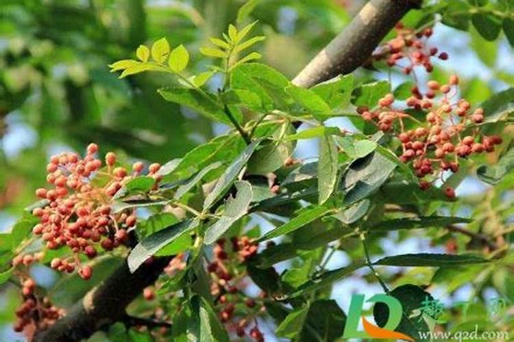 花椒树在什么阶段可以喷施叶面肥？应该注意些什么？