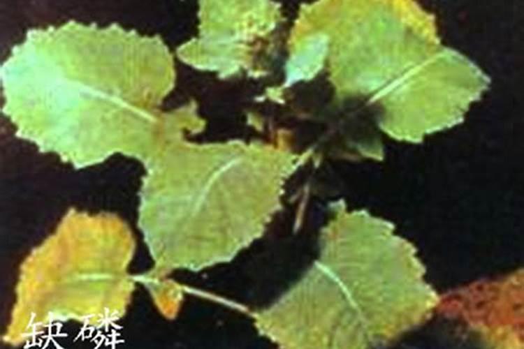 小白菜小青菜叶缘金边是什么病？