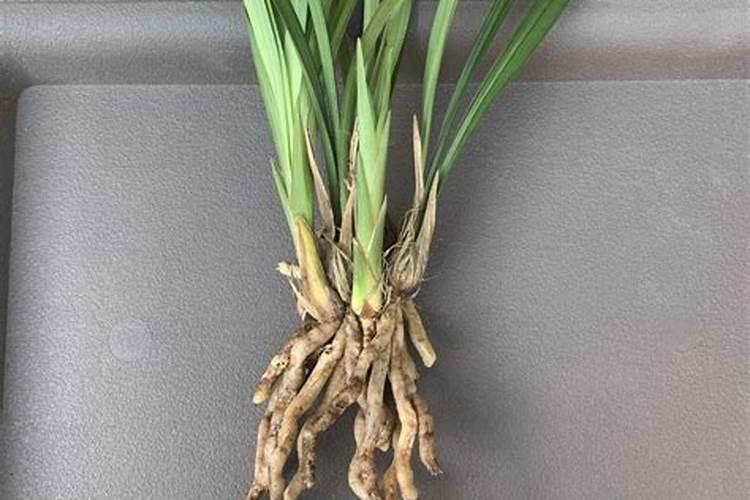 兰花什么季节施肥最好