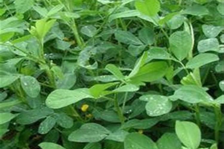 花生怎么种才肥 花生的种植方法