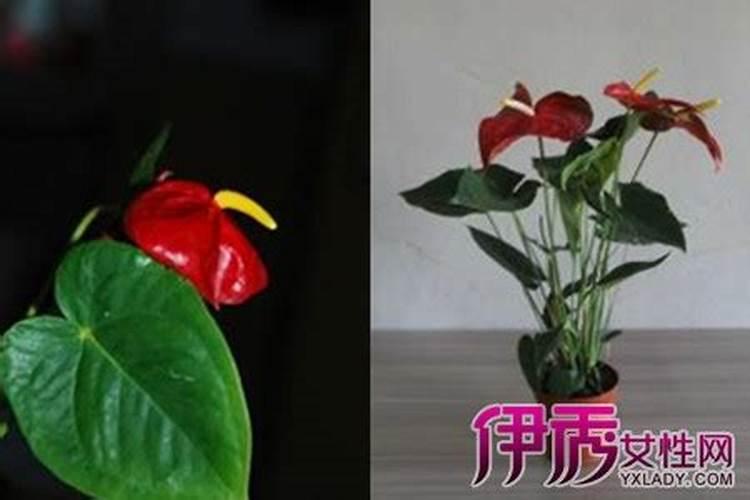 红掌用什么肥料最好,施氮磷钾复合肥便可终年翠绿
