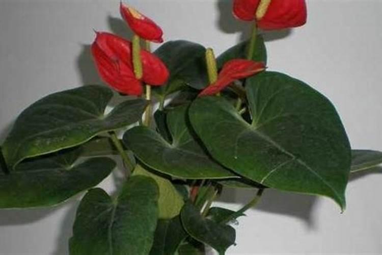 水培红掌怎样才能开花