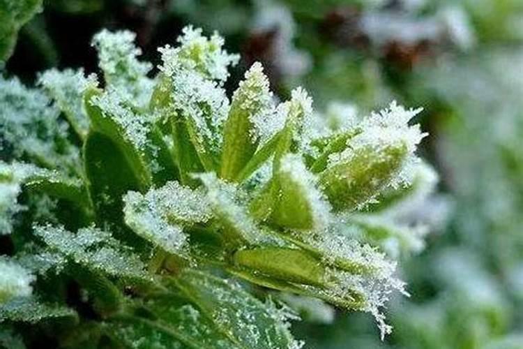 怎样才能让花菜在低温下也能抗冻