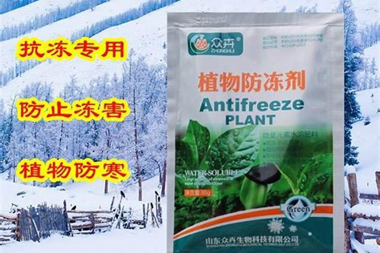 小麦冬前喷什么叶面肥