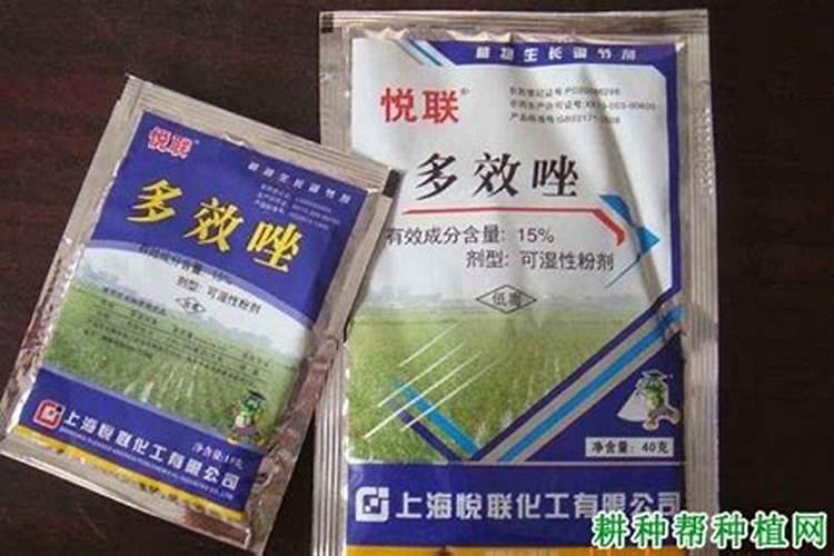 小麦打什么叶面肥增产