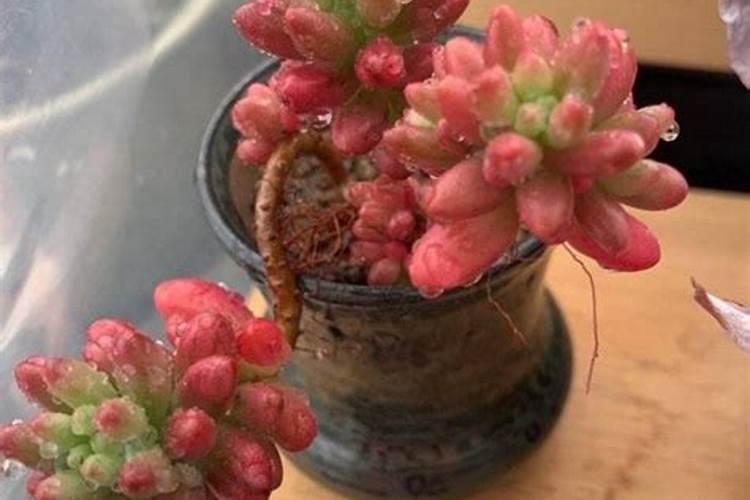 花卉追肥要怎么追