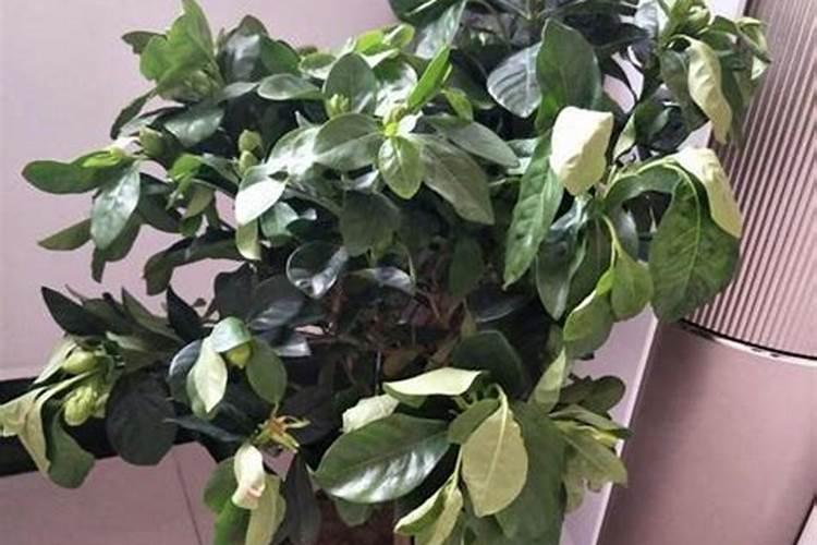 花叶喷什么又绿又亮