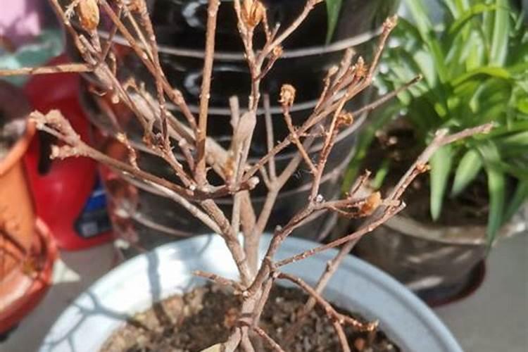 花叶蔫了是怎么回事？一个盆里的一株