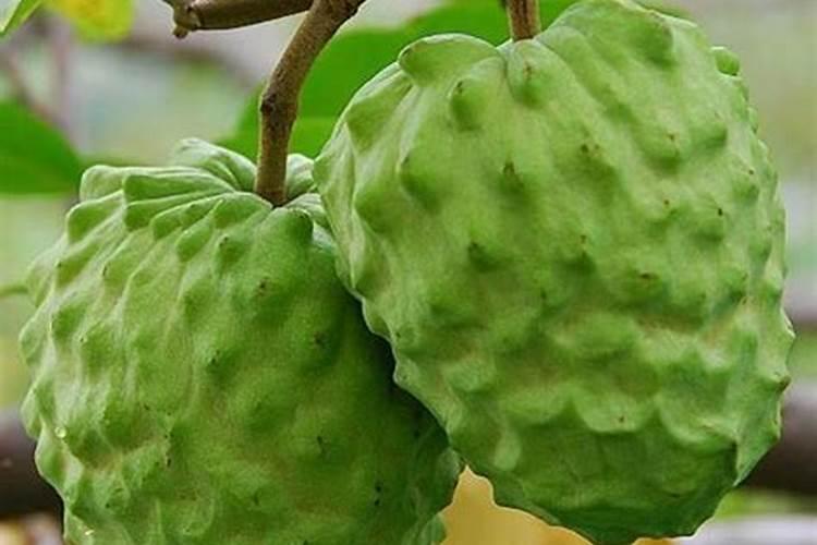 刚种植的凤梨可以施肥吗？