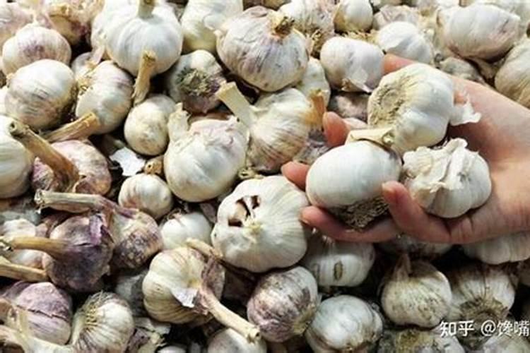 大蒜追肥的最佳时间 什么时候施肥好