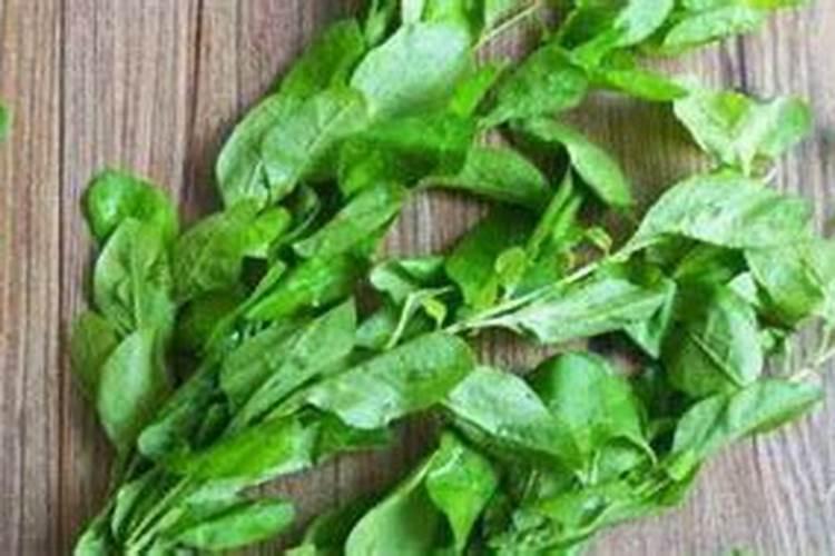怎样用烂樱桃制作叶面肥料？