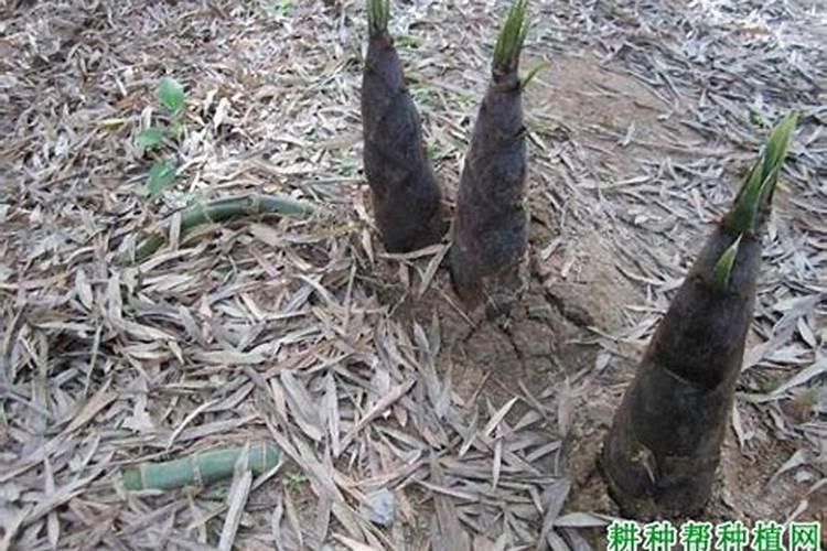 科学的施肥是高产前提,冬笋种植该怎么施肥？