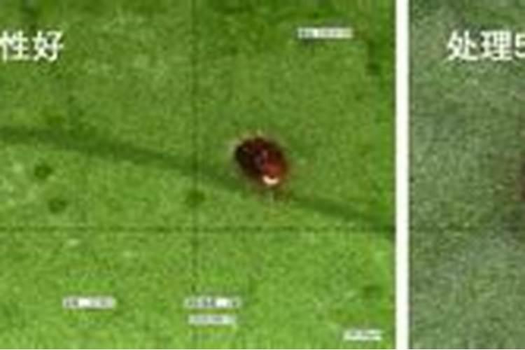 豆角蓟马害虫,用什药好？可否混合叶面肥或抑菌剂时喷施？谢