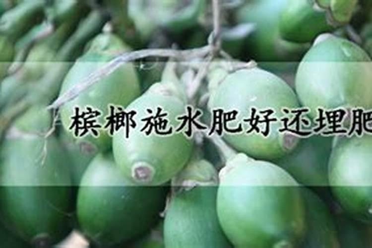 刚种下的槟榔小苗用磷酸二氢钾叶片喷漆有作用吗