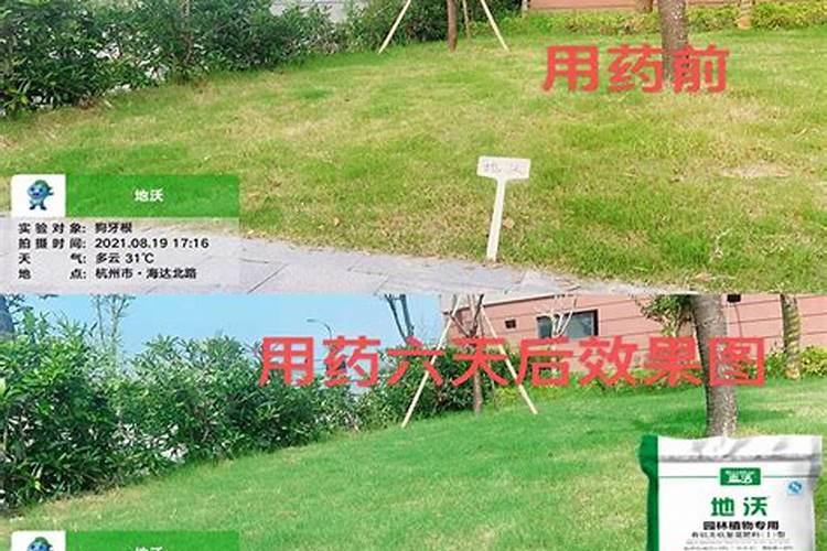 草坪草施肥有哪些技术要点？