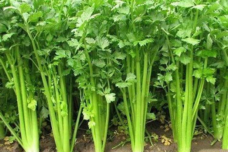 芹菜用什么肥料好