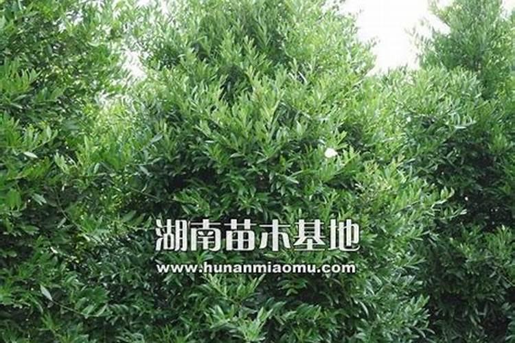 竹柏怎么施肥