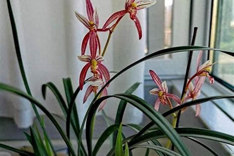 兰花肥料使用方法(兰花肥料使用方法图解)