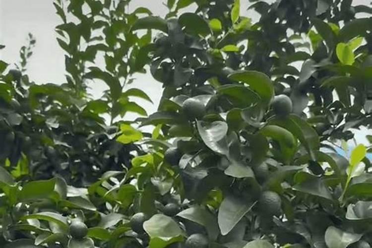 柑橘开春用什么肥料