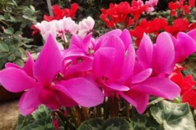 仙客来浇什么肥最好