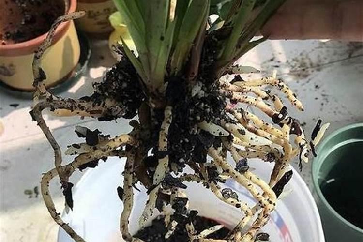 兰花专用肥哪个最佳兰花用什么叶面肥最好