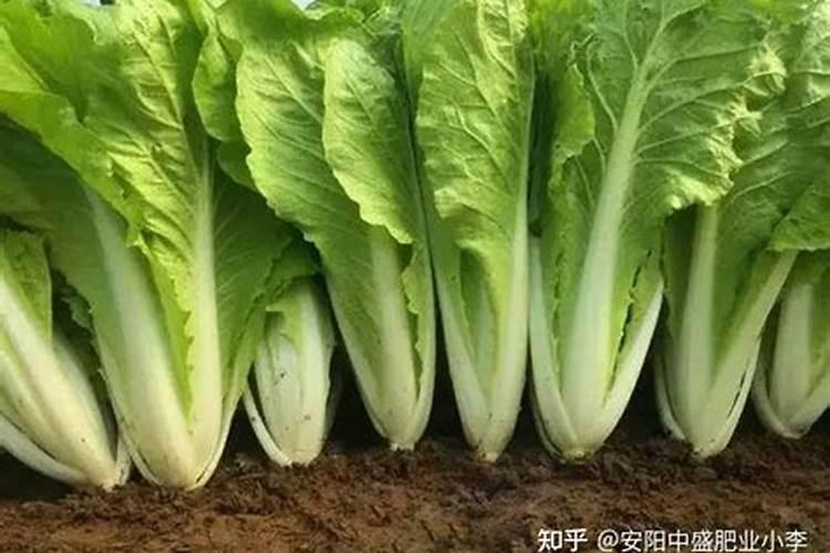 小白菜用什么肥料最好